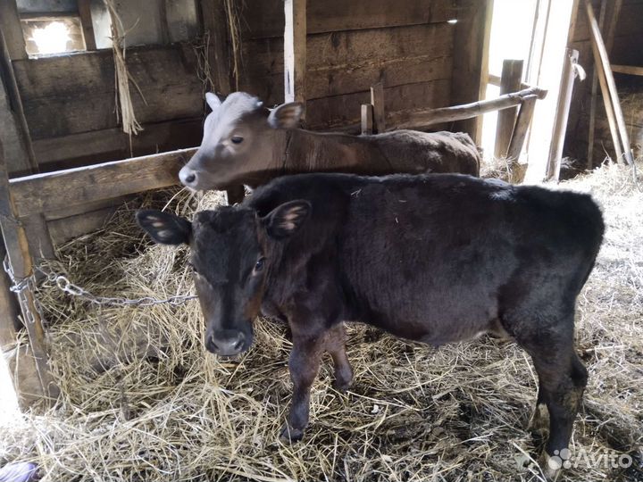 Бычки и быки