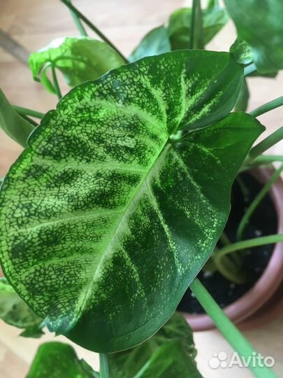 Сингониум Пикси