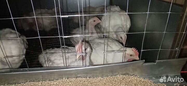 Тушки домашних цыплят бройлеров