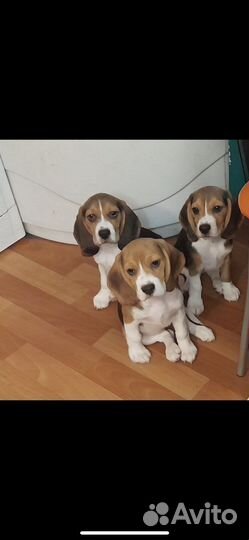 Бигль щенок