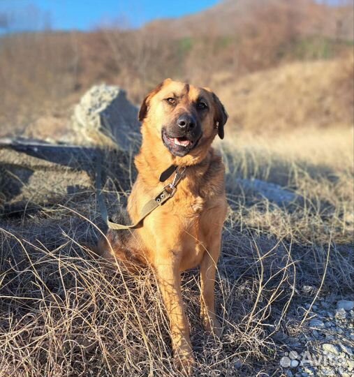 Собака в добрые руки