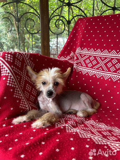 Китайская хохлатая