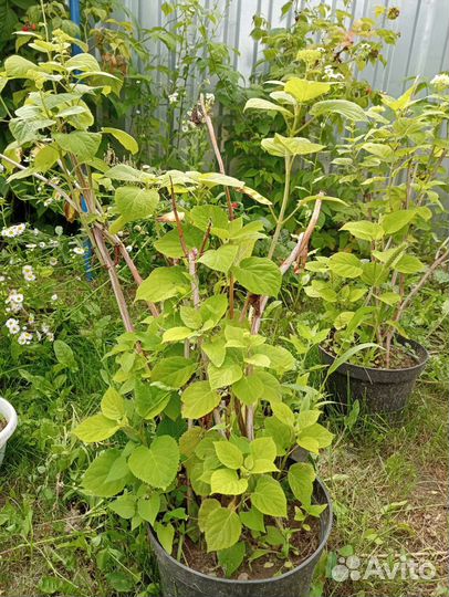 Гортензия саженцы