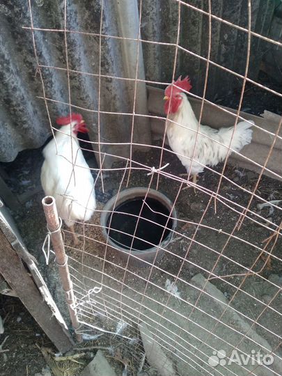 Куры несушки