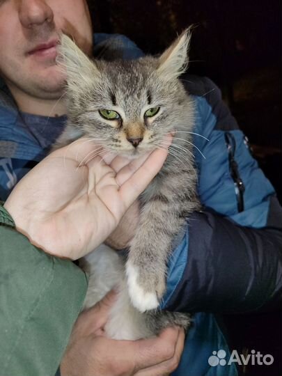 Серый пушистый котенок девочка бесплатно