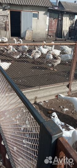 Продажа гусей на племя