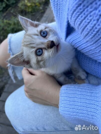 Бенгальская кошка