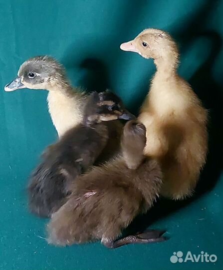 Утята Индийский бегунок, Хаки Кэмпбелл и другие