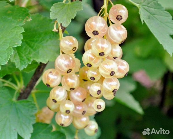 Саженцы белой смородины Версальская