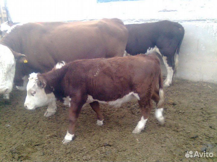 Инвестиции в с/х, разведению быков