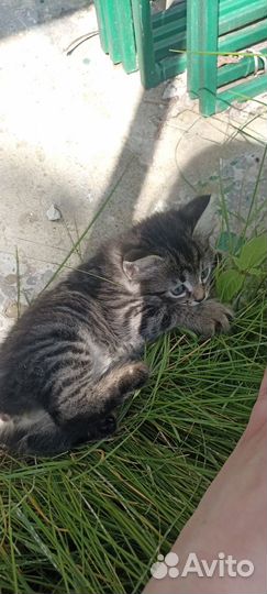 Котята в добрые руки бесплатно