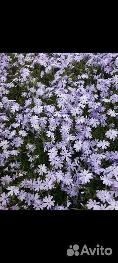 Саженцы флокс шиловидный