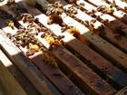 Продаем пасеку полностью, семьи Рутовские пчелосем объявление продам
