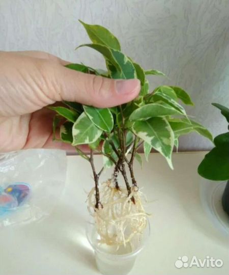 Фикус бенджамина