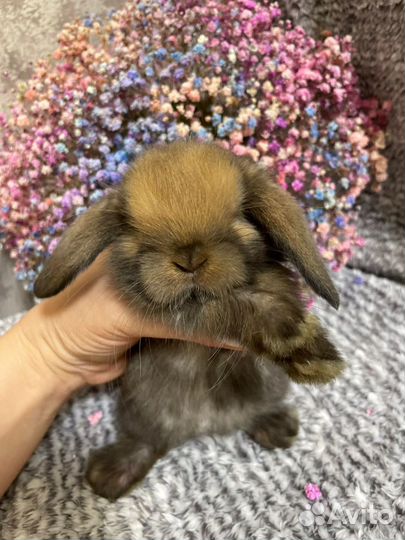 Декоративные кролики