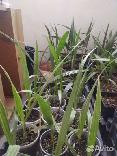 Вашингтония