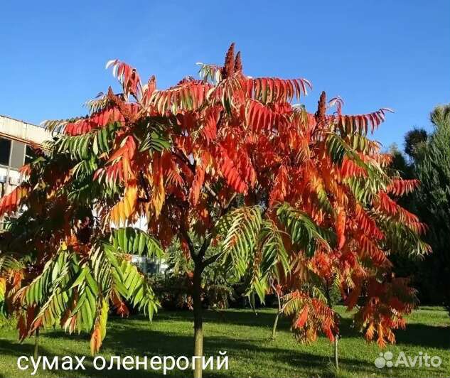 Сумах Оленерогий, Орех маньчжурс., девичий виногр