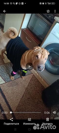 Шарпей вязка