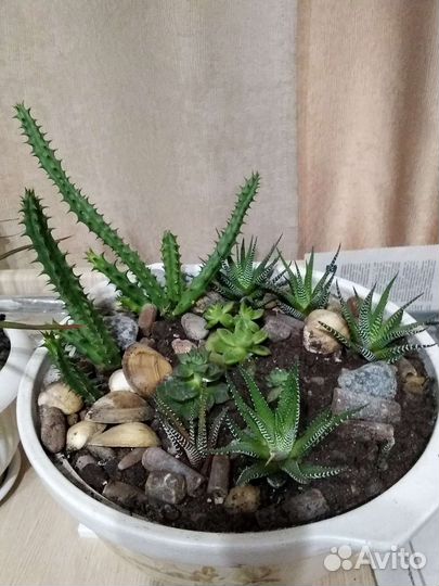 Кактусы и суккуленты