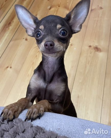 Собака мини Той-терьер