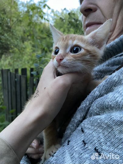 Котята в добрые руки
