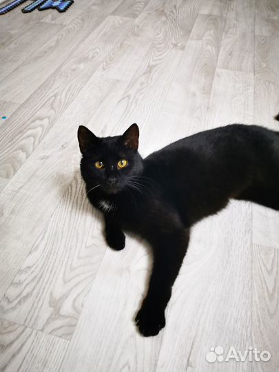 Кошка стерилизованная в добрые руки