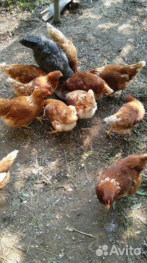 Домашнее куриное яйцо