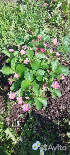 Кусты клубники,2шт,ремонтантная,безусая