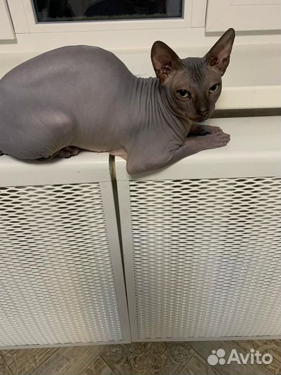 Донский сфинкс вязка