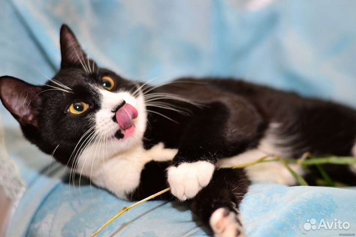 Кошки в добрые руки