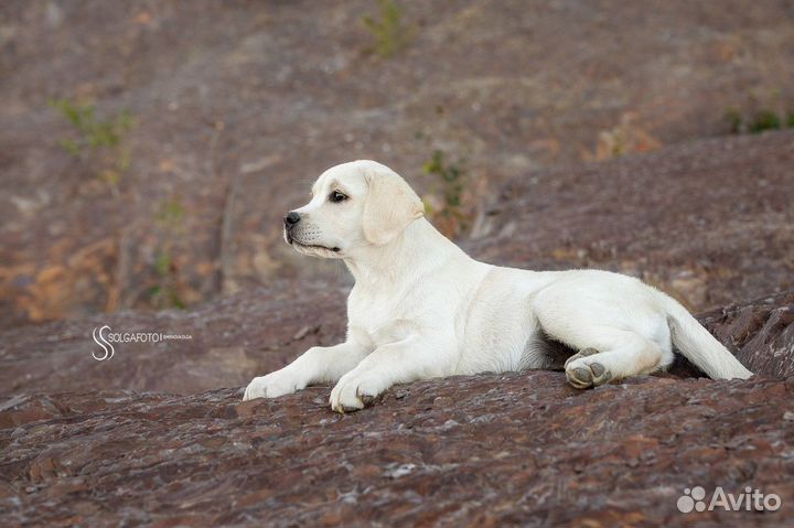 Лабрадор ретривер
