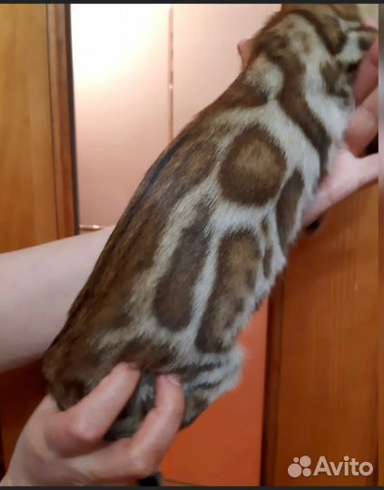 Бенгальские котята