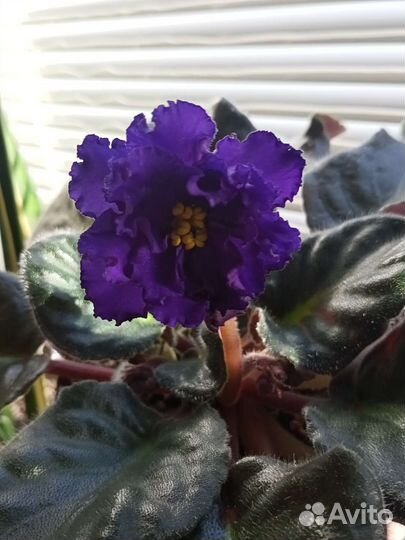 Фиалки. Лист на срез