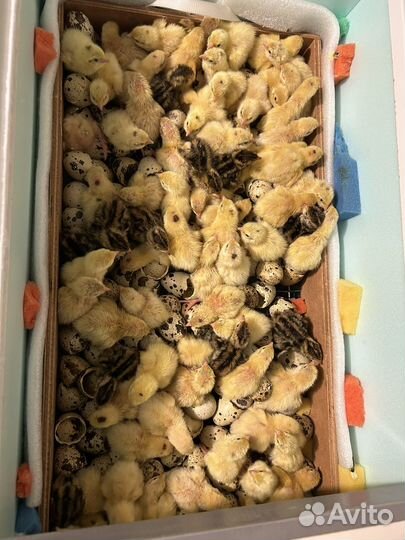 Перепелята суточные