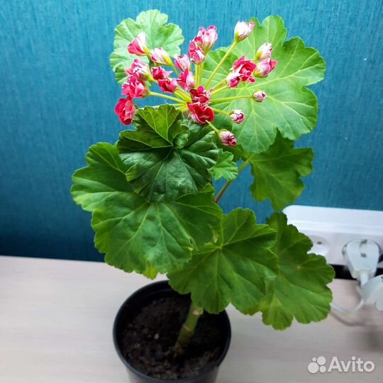 Пеларгония Герань комнатная