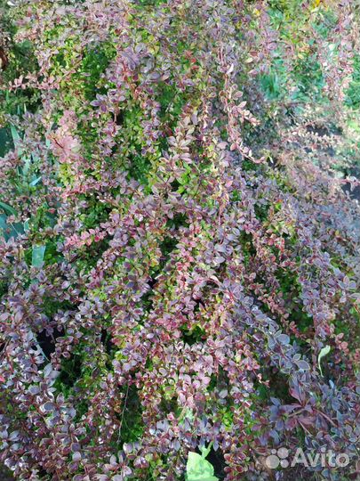 Саженцы барбариса