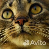 Сибирская кошка 9 мес стерилизована