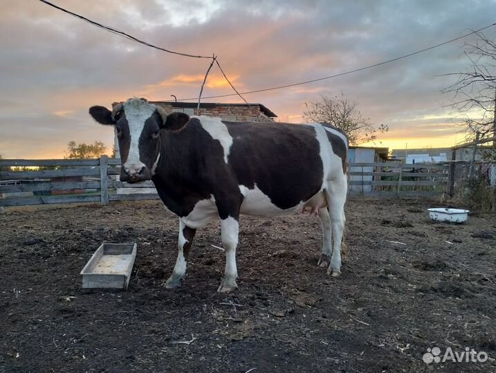 Корова дойная. Овцы