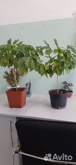 Кофейное дерево