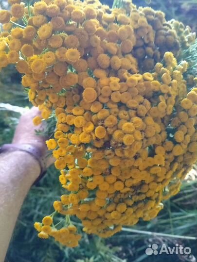 Пижма лекарственная