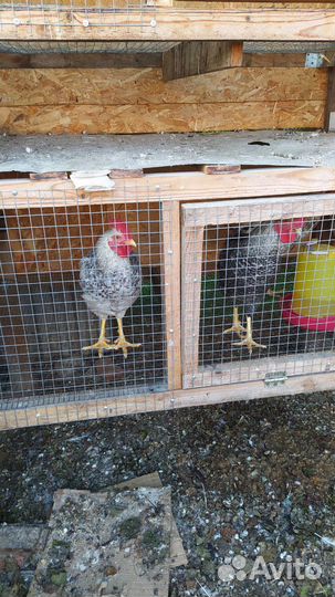 Петух Леггорн мраморный 450