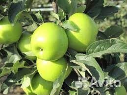 Саженцы яблони