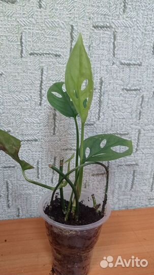 Комнатные растения