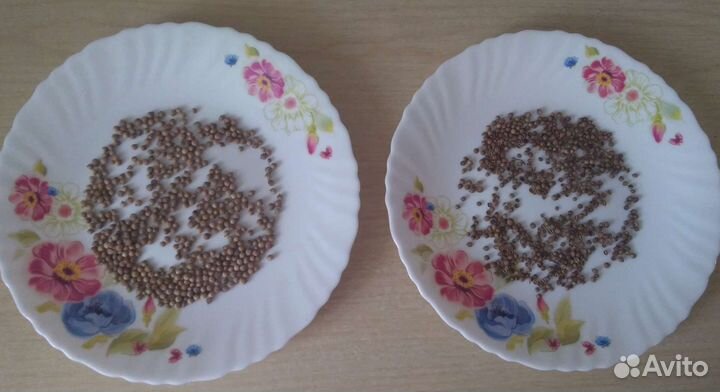 Кориандр и мята