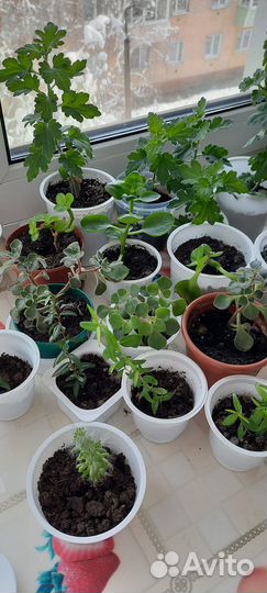 Продам цветы комнатные