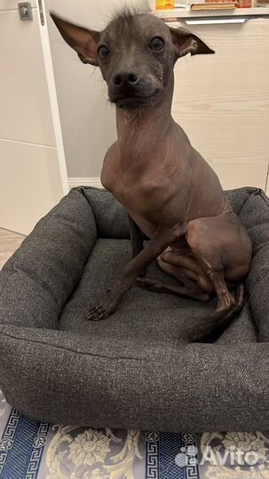 Вязка собак