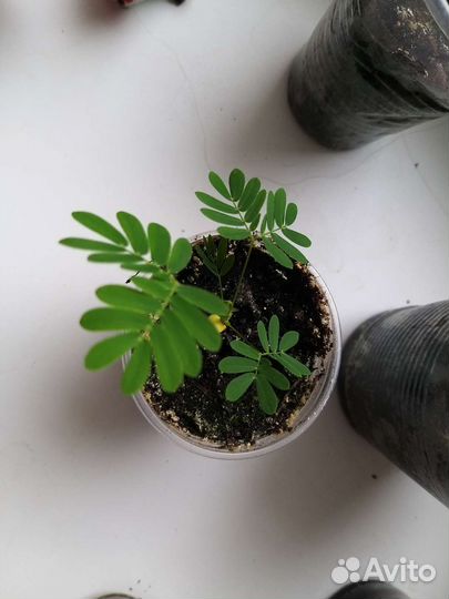 Мимоза стыдливая