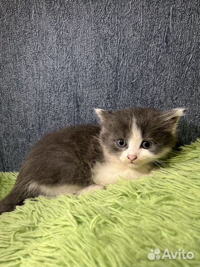 Котята в добрые руки бесплатно