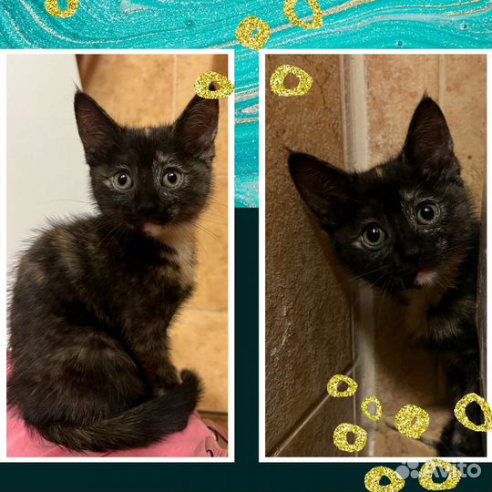 Маленькая красотка ищет дом