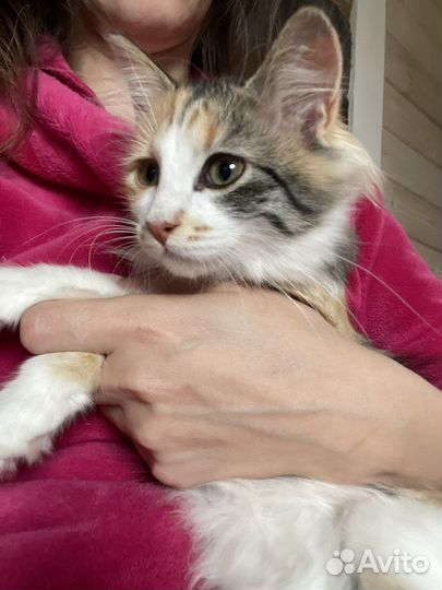 Котята в добрые руки бесплатно